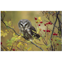 Northern Saw-whet Owl perching in a wild rose bush, British Columbia, Canada-Paper Art-20"x14"