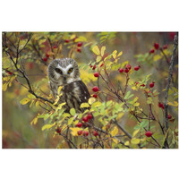 Northern Saw-whet Owl perching in a wild rose bush, British Columbia, Canada-Paper Art-38"x26"