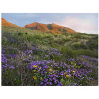 Herb of the Cross at Franklin Mountains State Park, Chihuahuan Desert, Texas-Paper Art-18"x14"