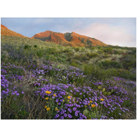 Herb of the Cross at Franklin Mountains State Park, Chihuahuan Desert, Texas-Paper Art-50"x38"