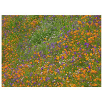 California Poppy and Desert Bluebell carpeting a spring hillside, California-Paper Art-34"x26"