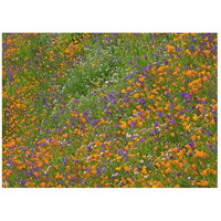 California Poppy and Desert Bluebell carpeting a spring hillside, California-Paper Art-42"x32"