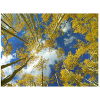 Looking up at blue sky through a canopy of fall colored Aspen trees, Colorado-Paper Art-26"x20"