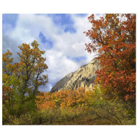 Trees and shrubs in autumn, Marcellina Mountain, Raggeds Wilderness, Colorado-Paper Art-32"x26.9"