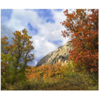 Trees and shrubs in autumn, Marcellina Mountain, Raggeds Wilderness, Colorado-Paper Art-46"x38.52"