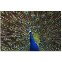 Indian Peafowl male with tail fanned out in courtship display, native to Asia-Paper Art-26"x18"