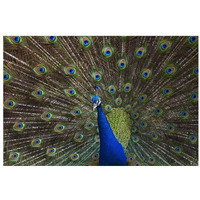 Indian Peafowl male with tail fanned out in courtship display, native to Asia-Paper Art-32"x22"