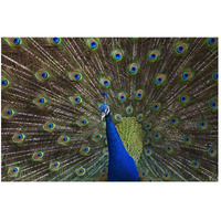 Indian Peafowl male with tail fanned out in courtship display, native to Asia-Paper Art-50"x34"