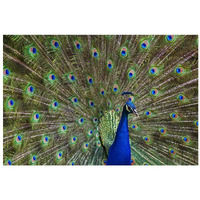 Indian Peafowl male with tail fanned out in courtship display, native to Asia-Paper Art-32"x22"