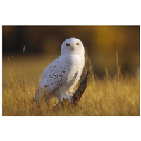 Snowy Owl adult amid dry grass, circumpolar species, British Columbia, Canada-Paper Art-32"x22"