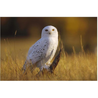 Snowy Owl adult amid dry grass, circumpolar species, British Columbia, Canada-Paper Art-62"x42"