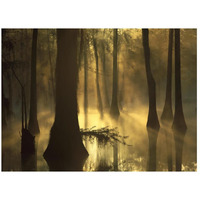 Bald Cypress grove in freshwater swamp at dawn, Lake Fausse Pointe, Louisiana-Paper Art-26"x20"