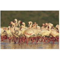 Lesser Flamingo group parading in a mass courtship dance, Lake Bogoria, Kenya-Paper Art-26"x18"