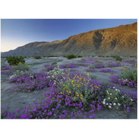 Sand Verbena and Desert Sunflowers Anza-Borrego Desert State Park, California-Paper Art-50"x38"
