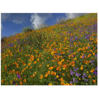 California Poppy and Desert Bluebells carpeting a spring hillside, California-Paper Art-42"x32"
