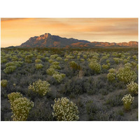 Pepperweed meadow beneath El Capitan, Guadalupe Mountains National Park, Texas-Paper Art-50"x38"