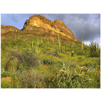 Organ Pipe Cactus Organ Pipe Cactus National Monument, Sonoran Desert, Arizona-Paper Art-26"x20"
