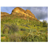Organ Pipe Cactus Organ Pipe Cactus National Monument, Sonoran Desert, Arizona-Paper Art-34"x26"