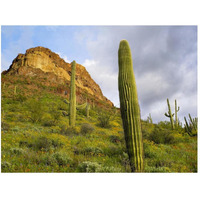 Organ Pipe Cactus Organ Pipe Cactus National Monument, Sonoran Desert, Arizona-Paper Art-50"x38"