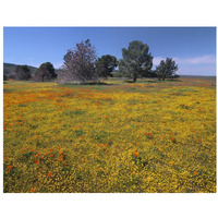 California Poppy and Eriophyllum flowers in field, Antelope Valley, California-Paper Art-34"x26"