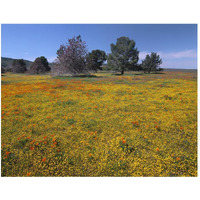 California Poppy and Eriophyllum flowers in field, Antelope Valley, California-Paper Art-50"x38"