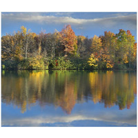 Deciduous forest in autumn along Price Lake, Blue Ridge Parkway, North Carolina-Paper Art-42"x36"