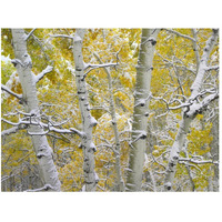 Snow-covered Aspen forest near Kebbler Pass, Gunnison National Forest, Colorado-Paper Art-50"x38"