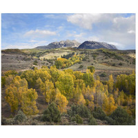 Quaking Aspen forest and Chair Mountain in autumn, Raggeds Wilderness, Colorado-Paper Art-18"x15.28"