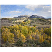 Quaking Aspen forest and Chair Mountain in autumn, Raggeds Wilderness, Colorado-Paper Art-46"x38.52"