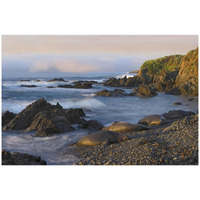 Northern Elephant Seals resting on the beach, Point Piedras Blancas, California-Paper Art-32"x22"