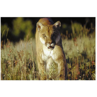 Mountain Lion or Cougar walking through tall grass towards camera, North America-Paper Art-26"x18"