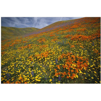Hills covered with California Poppies and Lupine Tehachapi Mountains, California-Paper Art-20"x14"