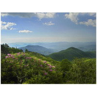 Rhododendron tree flowering at Craggy Gardens, Blue Ridge Parkway, North Carolina-Paper Art-42"x32"