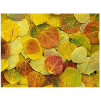 Fallen autumn colored Aspen leaves on the ground covered in dew droplets, Colorado-Paper Art-26"x20"