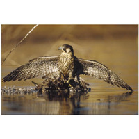 Peregrine Falcon adult in protective stance standing on downed duck, North America-Paper Art-20"x14"