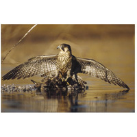 Peregrine Falcon adult in protective stance standing on downed duck, North America-Paper Art-26"x18"