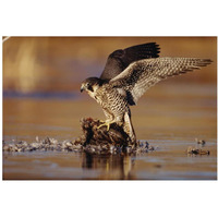 Peregrine Falcon adult in protective stance standing on downed duck, North America-Paper Art-38"x26"