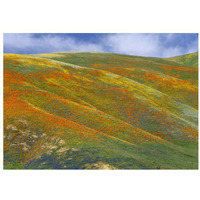 California Poppy covered hillside, spring, Tehachapi Hills near Gorman, California-Paper Art-32"x23"