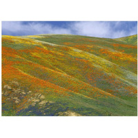 California Poppy covered hillside, spring, Tehachapi Hills near Gorman, California-Paper Art-38"x27.2"