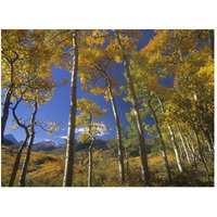 Aspen in fall colors and Maroon Bells, Elk Mountains, Snowmass Wilderness, Colorado-Paper Art-50"x38"