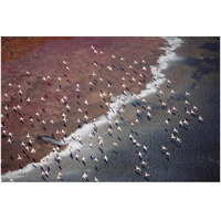 Lesser Flamingo group flock flying over soda flats at the edge of Lake Magadi, Kenya-Paper Art-50"x34"