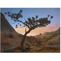 Lone pine tree with East and West Temples in the background, Zion National Park, Utah-Paper Art-50"x38"