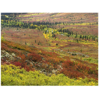 Autumn tundra with boreal forest, Tombstone Territorial Park, Yukon Territory, Canada-Paper Art-42"x32"
