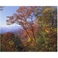 Deciduous forest in autumn, Blue Ridge Parkway, Great Smoky Mountains, North Carolina-Paper Art-30"x24"