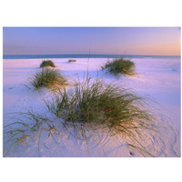 Sea Oats growing on beach, Santa Rosa Island, Gulf Islands National Seashore, Florida-Paper Art-34"x26"