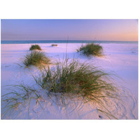 Sea Oats growing on beach, Santa Rosa Island, Gulf Islands National Seashore, Florida-Paper Art-50"x38"