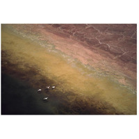 Lesser Flamingo flock of four flying over soda flats at the edge of Lake Magadi, Kenya-Paper Art-26"x18"