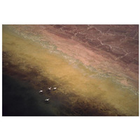 Lesser Flamingo flock of four flying over soda flats at the edge of Lake Magadi, Kenya-Paper Art-32"x22"