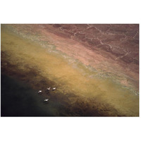 Lesser Flamingo flock of four flying over soda flats at the edge of Lake Magadi, Kenya-Paper Art-50"x34"