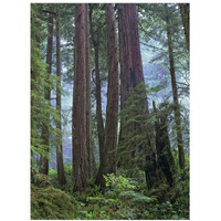 Old growth forest of Coast Redwood stand Del Norte Coast Redwoods State Park, California-Paper Art-14"x18"